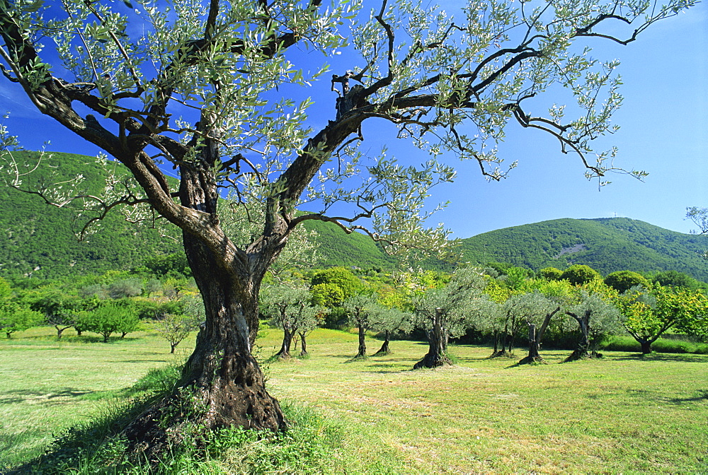 Olive trees in a grove in the Nyons District in the Drome Region of France, Europe