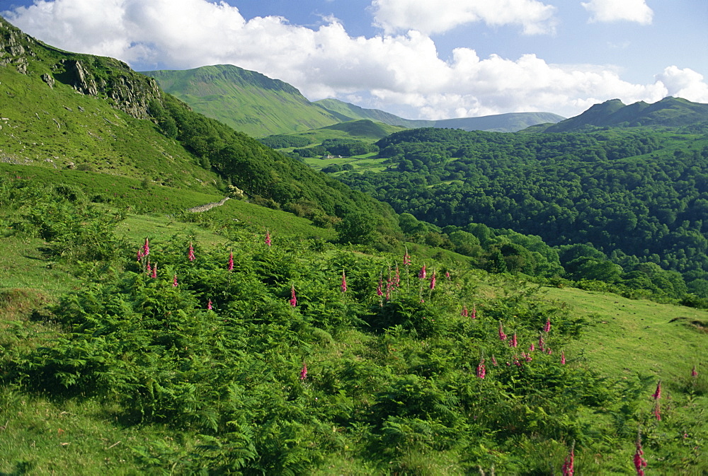 Hills near the Mawddach estuary, Snowdonia National Park, Gwynedd, Wales, United Kingdom, Europe