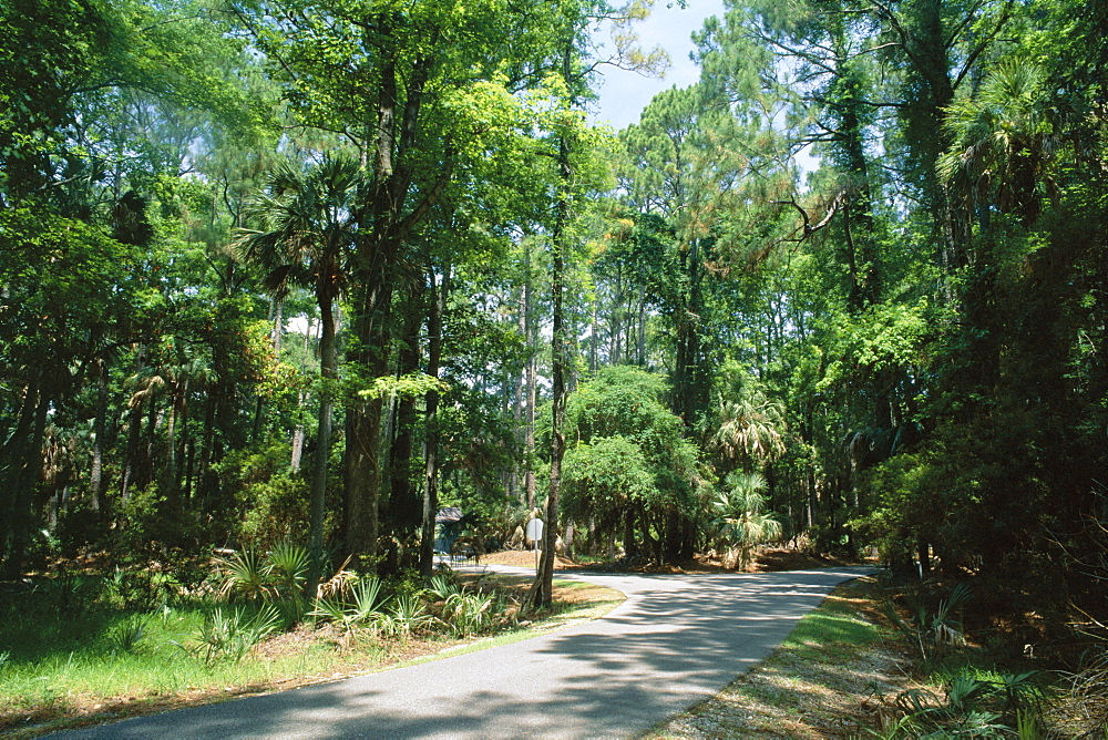 Sub tropical forest, Hunting Island State Park, South Carolina, United States of America (U.S.A.), North America