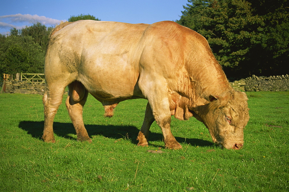 Cherolet bull, Snowdonia National Park, Gwynedd, Wales, United Kingdom, Europe