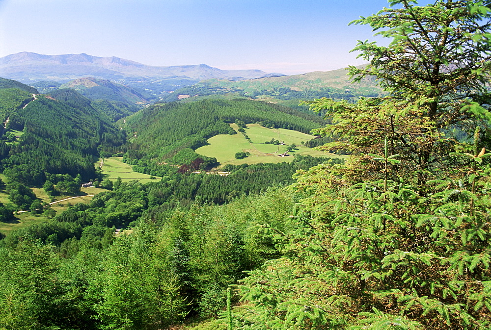 Coed y Brennin Forest, near Dolgellau, Snowdonia National Park, Gwynedd, Wales, United Kingdom, Europe