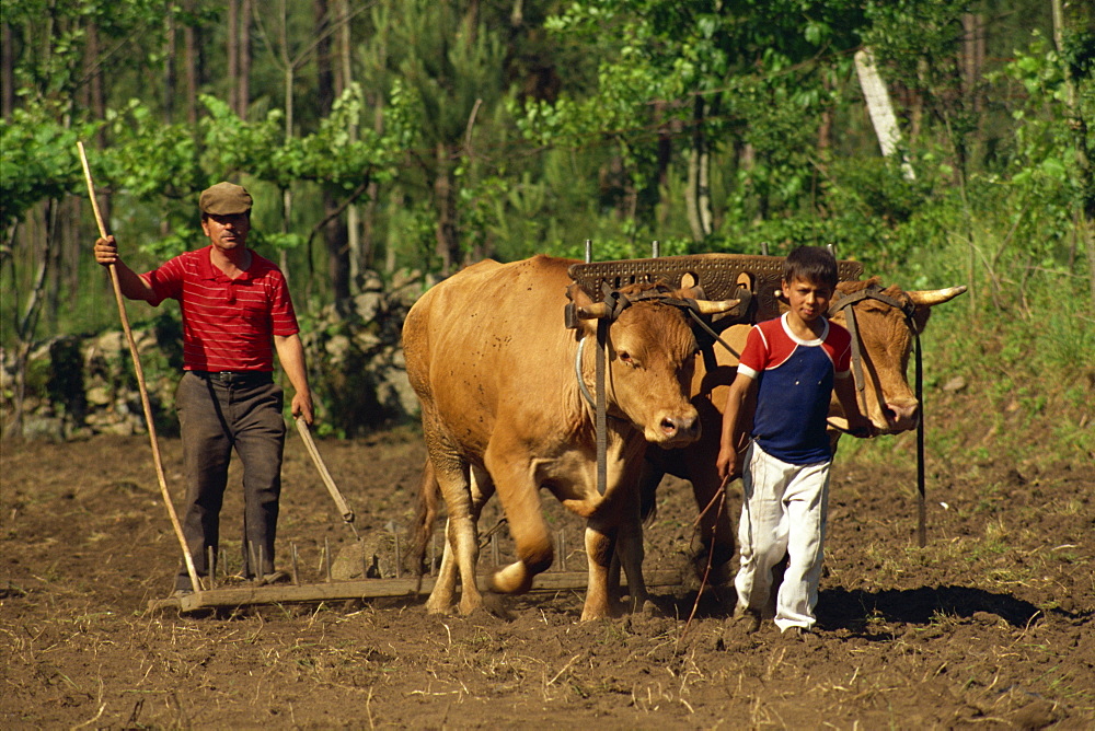 Father and son leading cattle used for raking a field at Minho in the north of Portugal, Europe