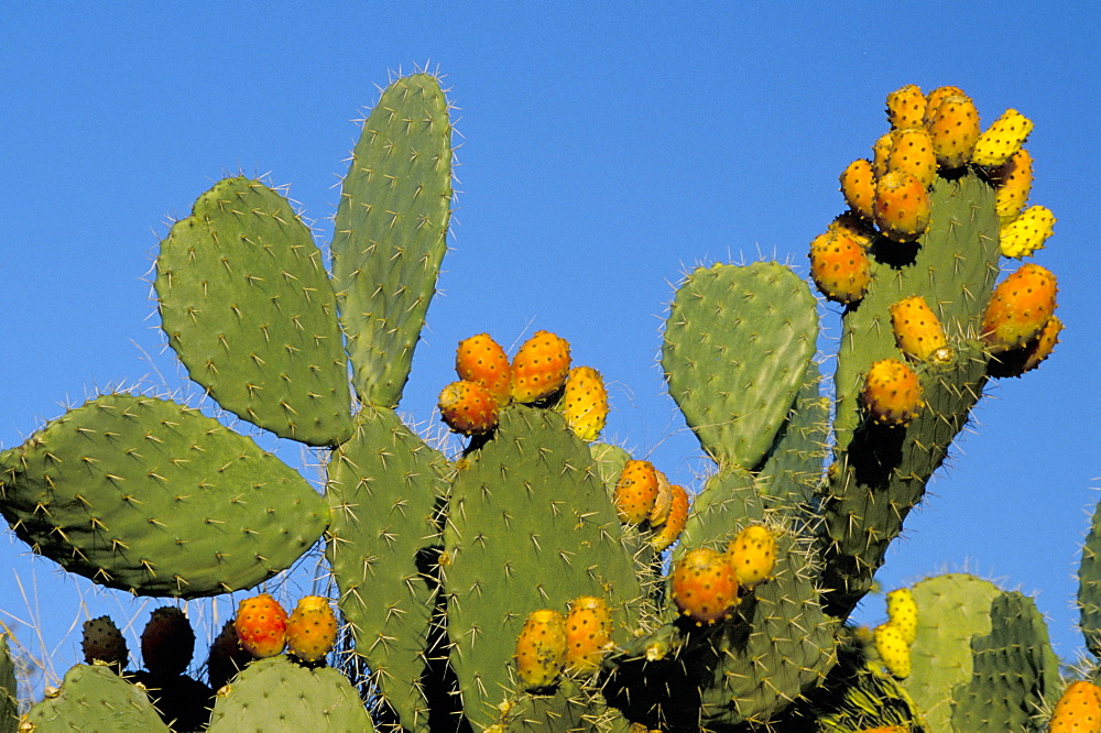 Prickly pear cactus, lower slopes, Mount Etna, Sicily, Italy, Europe