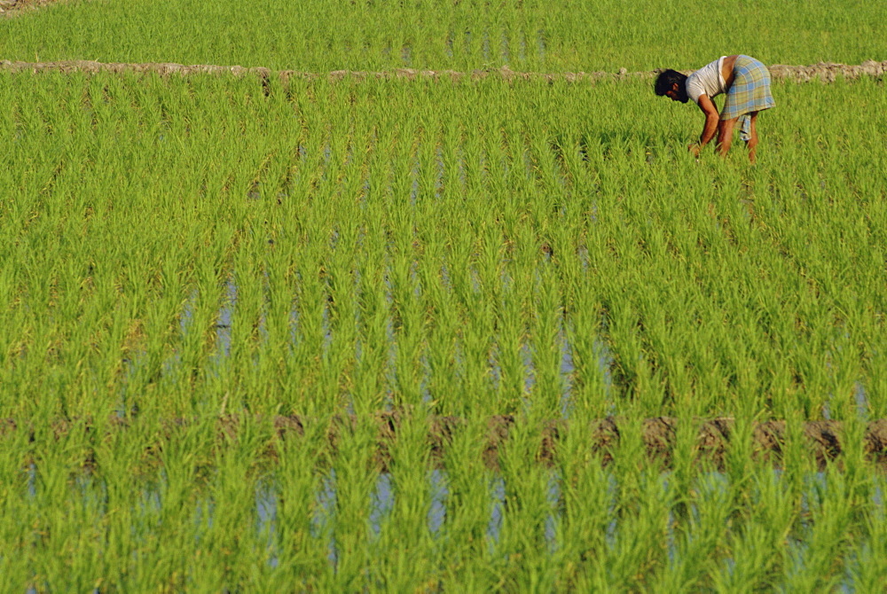 Share-cropper tending rice in paddyfield, Parganas District, West Bengal State, India, Asia