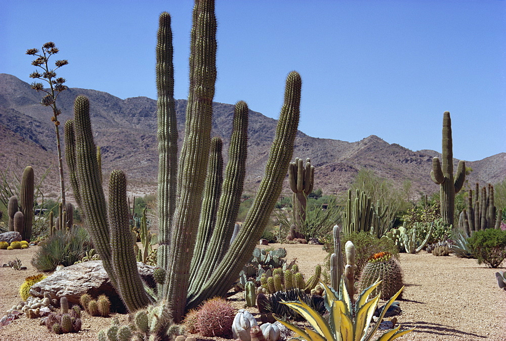 Cactus plants, Arizona, United States of America, North America