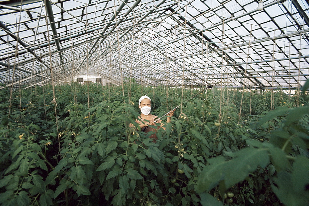 Spraying tomato plants in a hothouse of Pursey Sovchose, a state farm, Bratsk, Siberia, Russia, Europe