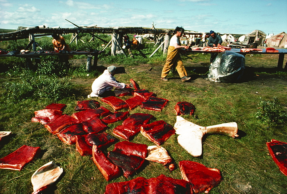 Cutting up blubber and meat of white whale for drying, Eskimo whaling camp, taken in the 1970s, Beaufort Sea, Northwest Territories, Canada, North America