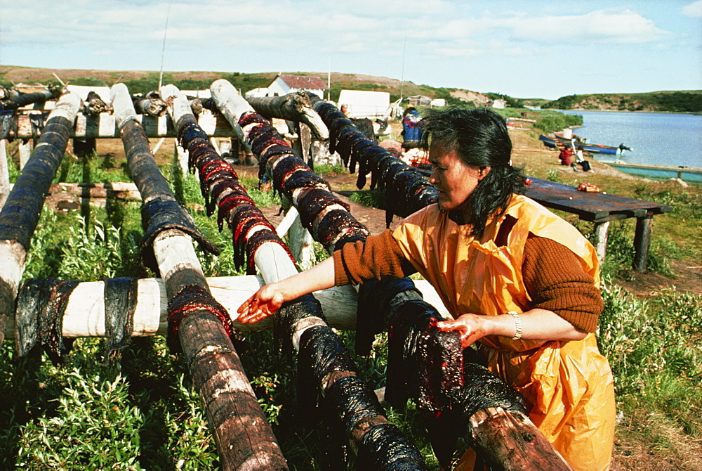 Drying very dark meat of white (beluga) whale with white blubber in background, Eskimo whaling camp, taken in the 1970s, Beaufort Sea, Northwest Territories, Canada, North America