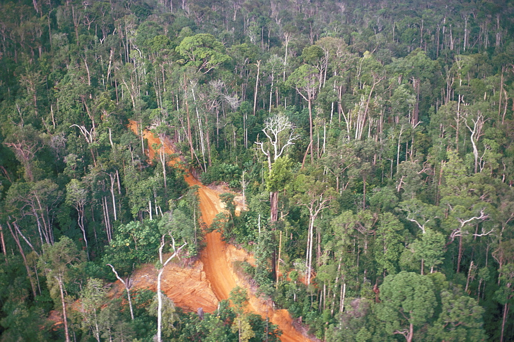 Logging road through rainforest, Brazil, South America