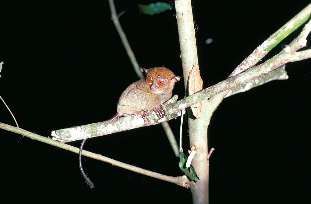 Spectral tarsier at night, Sabah, Malaysia, island of Borneo, Southeast Asia, Asia