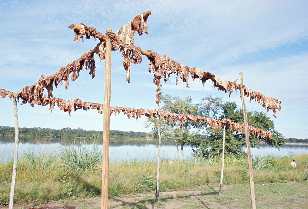 Wild boar meat hanging to dry, Diararum Xingu National Park, Brazil, South America