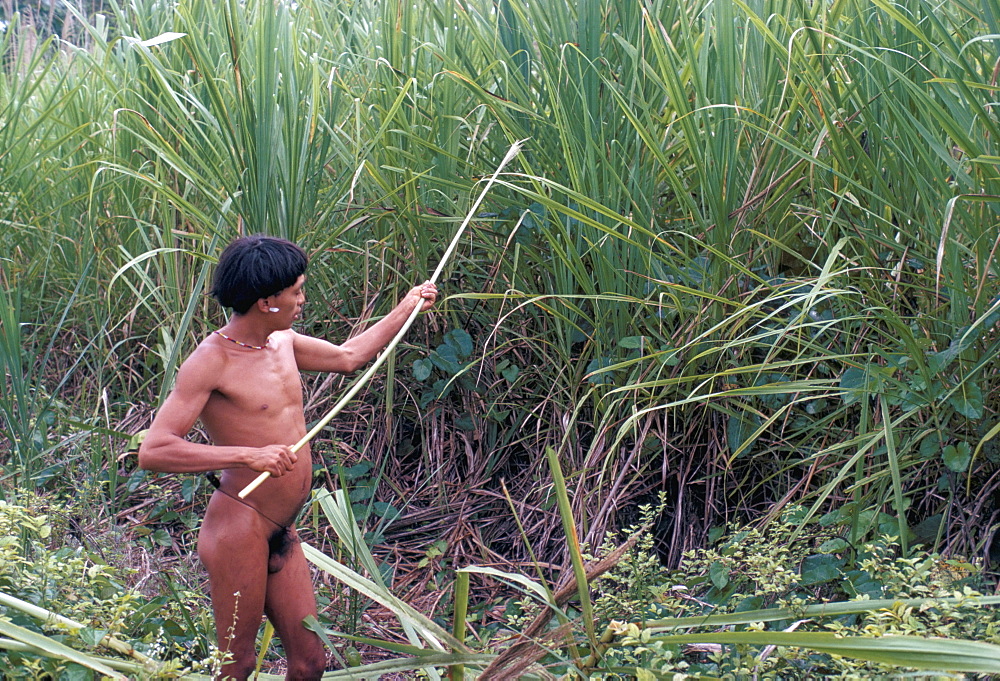 Yanomami Indian collecting reed for arrows, Brazil, South America