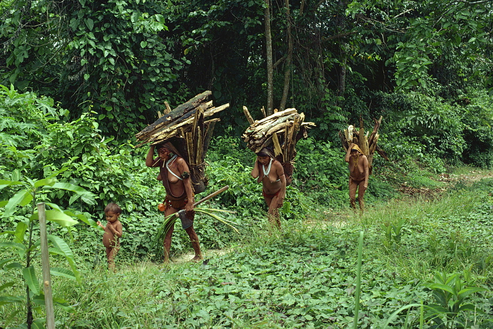 Yanomami indian women collecting wood, Brazil, South America