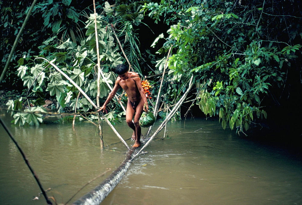 Yanomami man carrying peach palm fruit crossing a river, Brazil, South America