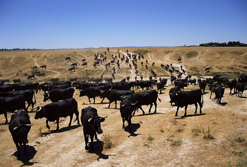 Cattle transhumance, Spain, Europe