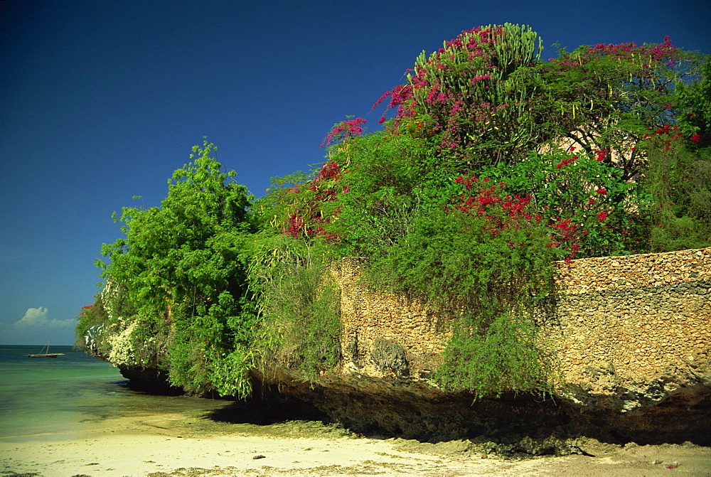 Bougainvillea along wall next to sea, Malindi, Kenya, East Africa, Africa