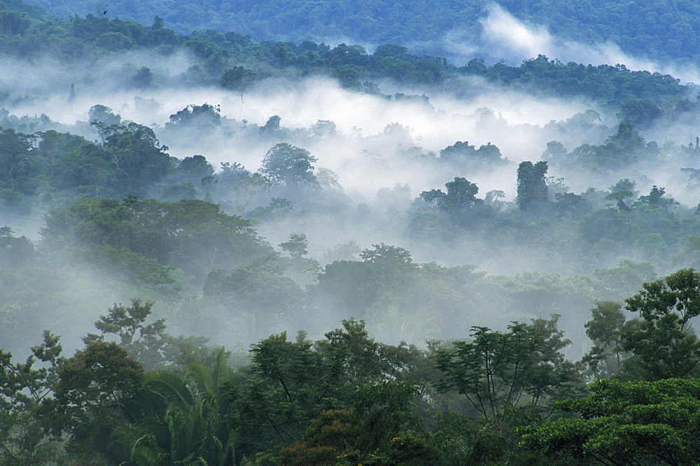 Rain forest, from Lubaantun to Maya Mountains, Belize, Central America