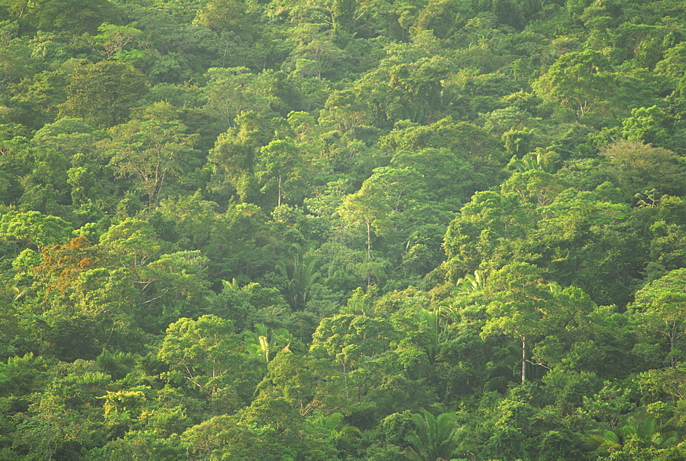 Rainforest canopy of the Cockscomb Basin Sanctuary, Belize, Central America