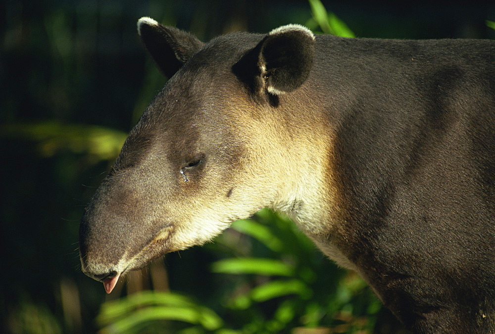 Baird's tapir, Belize, Central America