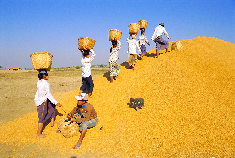 Girls depositing rice tax, Government rice depot near Thaton, Myanmar, Asia