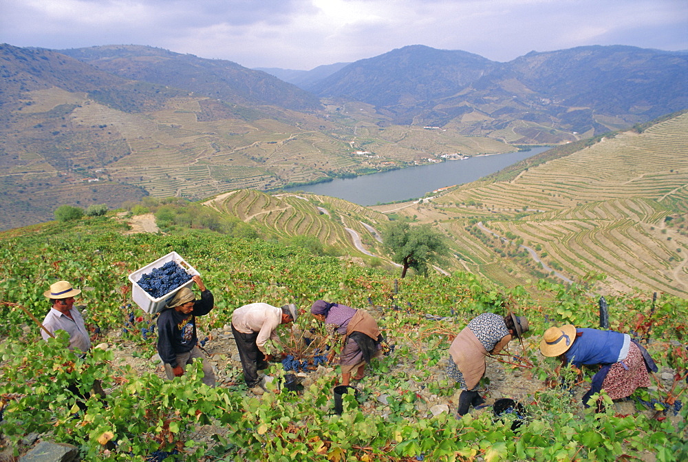 Grape pickers, Quinta do Vesuvio, Douro Valley, Portugal, Europe