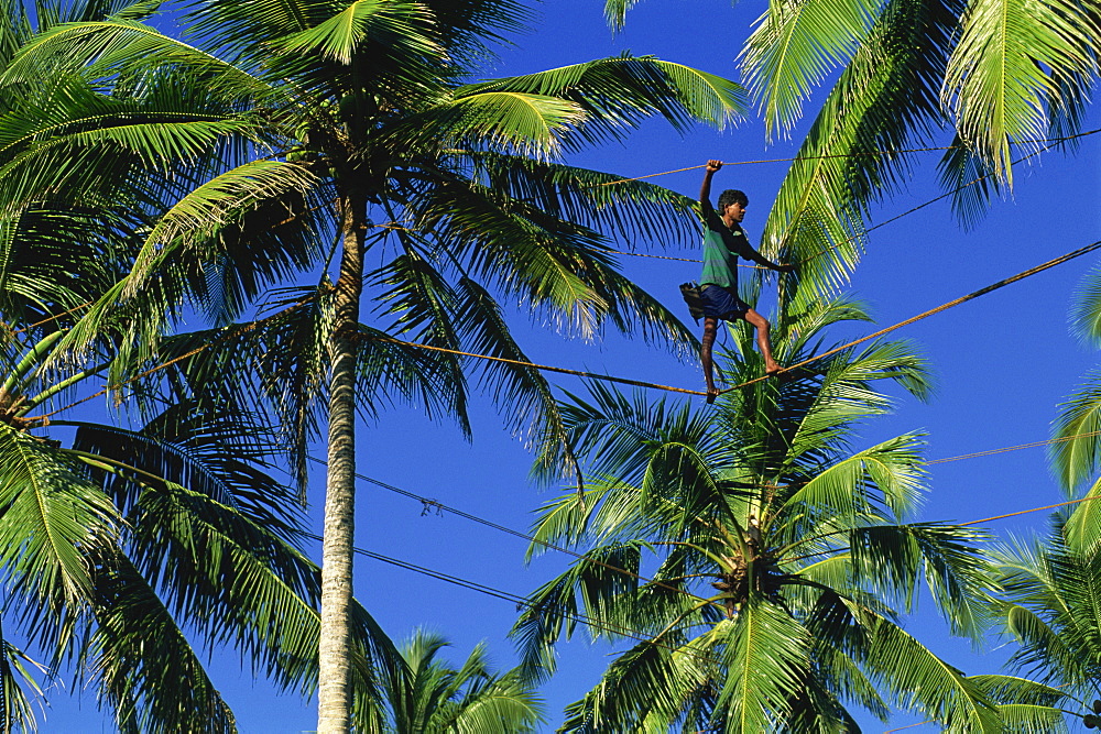 Man tapping toddy from palms, near Ahungalla, Sri Lanka, Asia