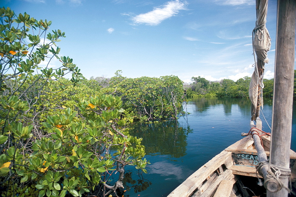 Mangrove swamp, Lamu Island, Kenya, East Africa, Africa