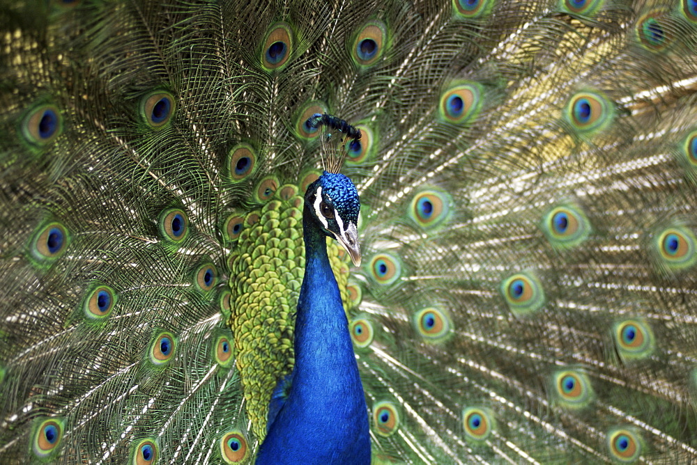 Peacock, Buchlovice, South Moravia, Czech Republic, Europe