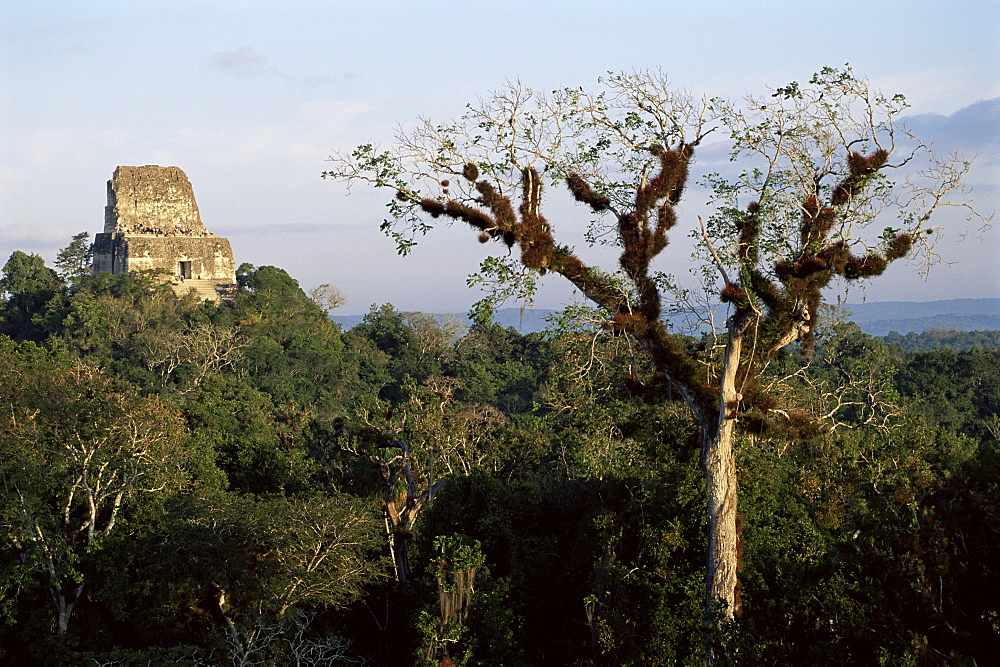 Cedar tree with bromeliades, Temple 4 beyond, Tikal, UNESCO World Heritage Site, Guatemala, Central America