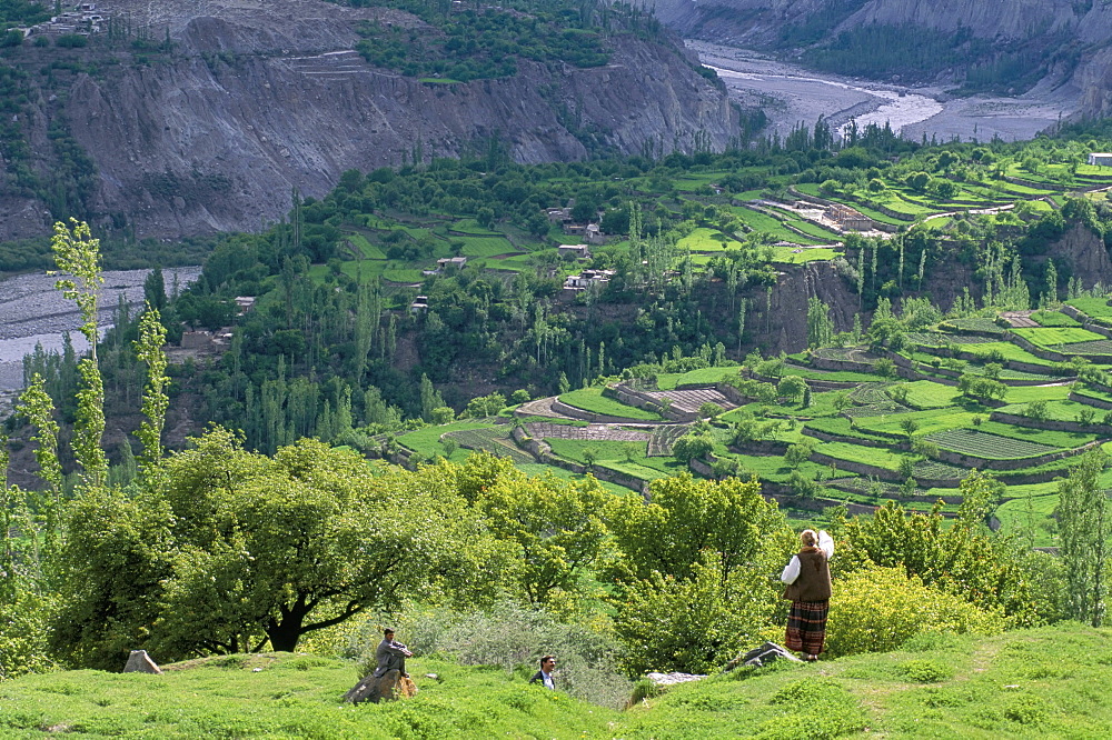 Terraced fields, Potova, Hunza River Valley, Hunza, Pakistan, Asia