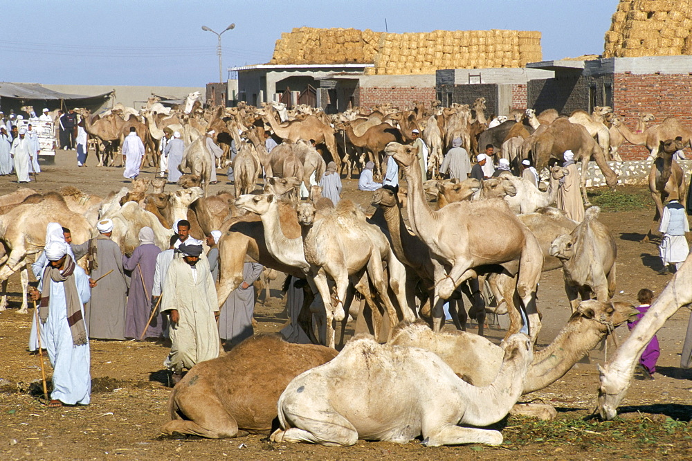 Camel market, Friday market, Cairo, Egypt, North Africa, Africa