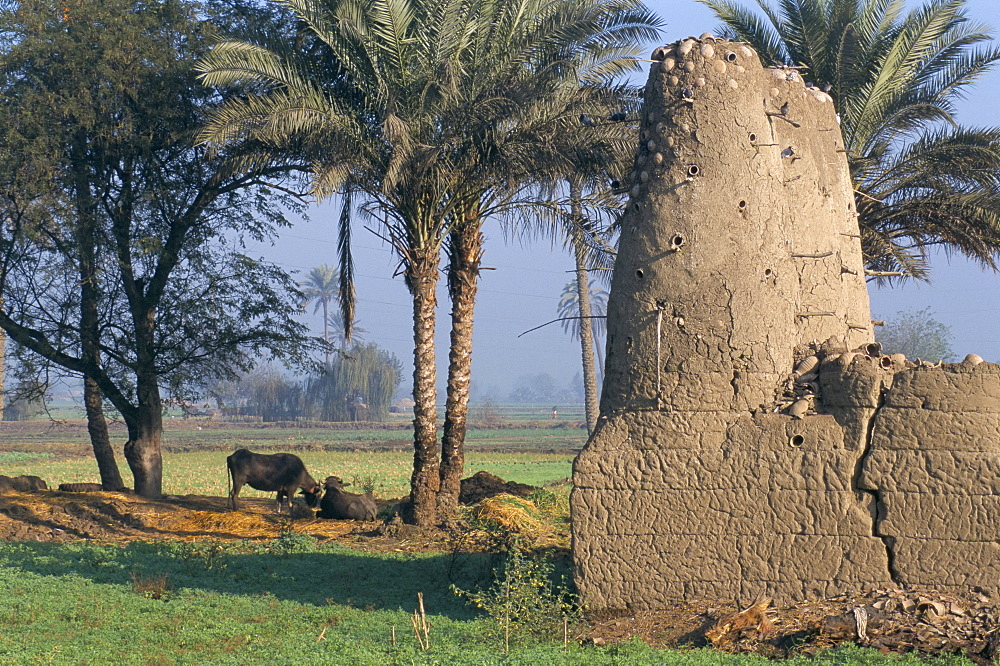 Pigeon tower, dovecotes, near Tanis, Delta area, Egypt, North Africa, Africa