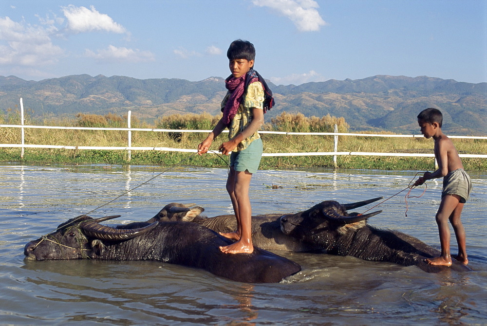 Children riding water buffaloes, Inle Lake, Shan State, Myanmar (Burma), Asia