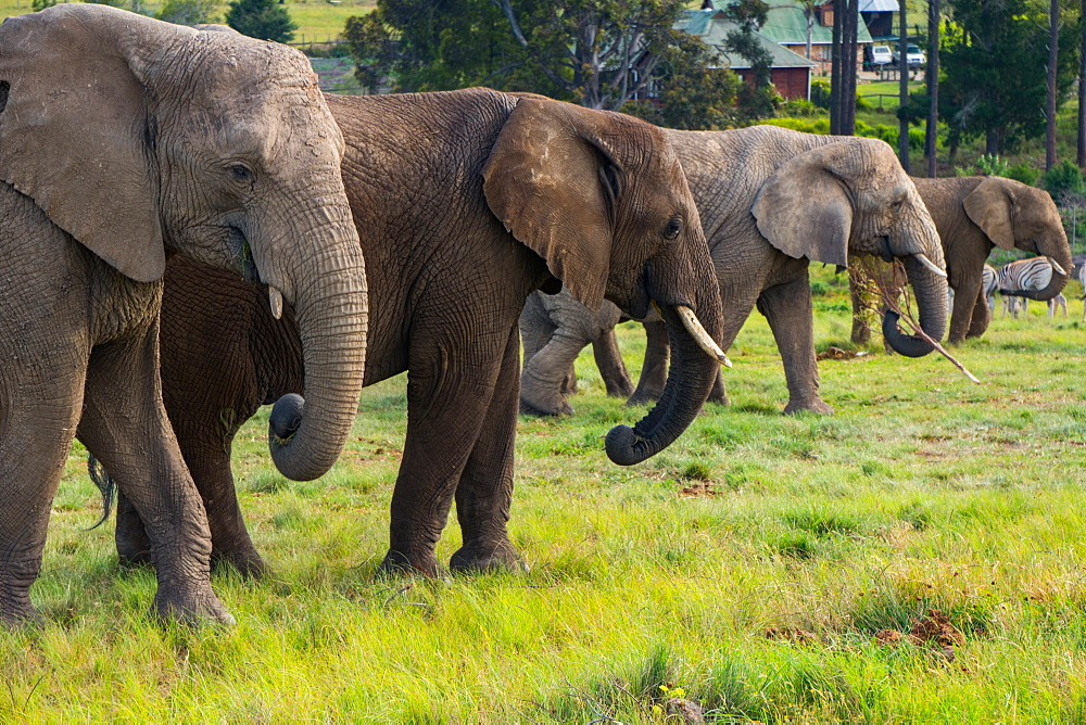 Line-up of four elephants, Kynsna Elephant Park, Knysna, Western Cape, South Africa, Africa