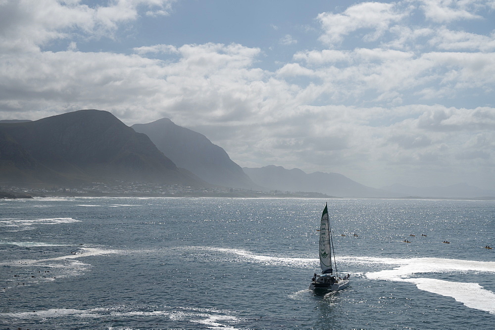 Catamaran heads out to sea through a flotilla of sea kayakers, Hermanus, South Africa, Africa