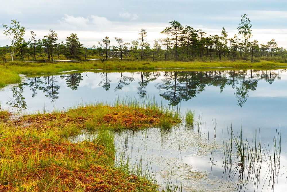 Lake in the Kemeri Bog, Jurmala, Latvia, Europe