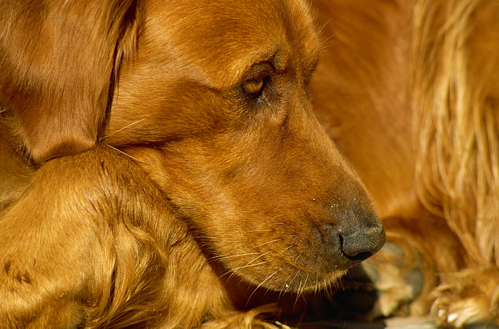 Basking golden retriever, United States of America, North America