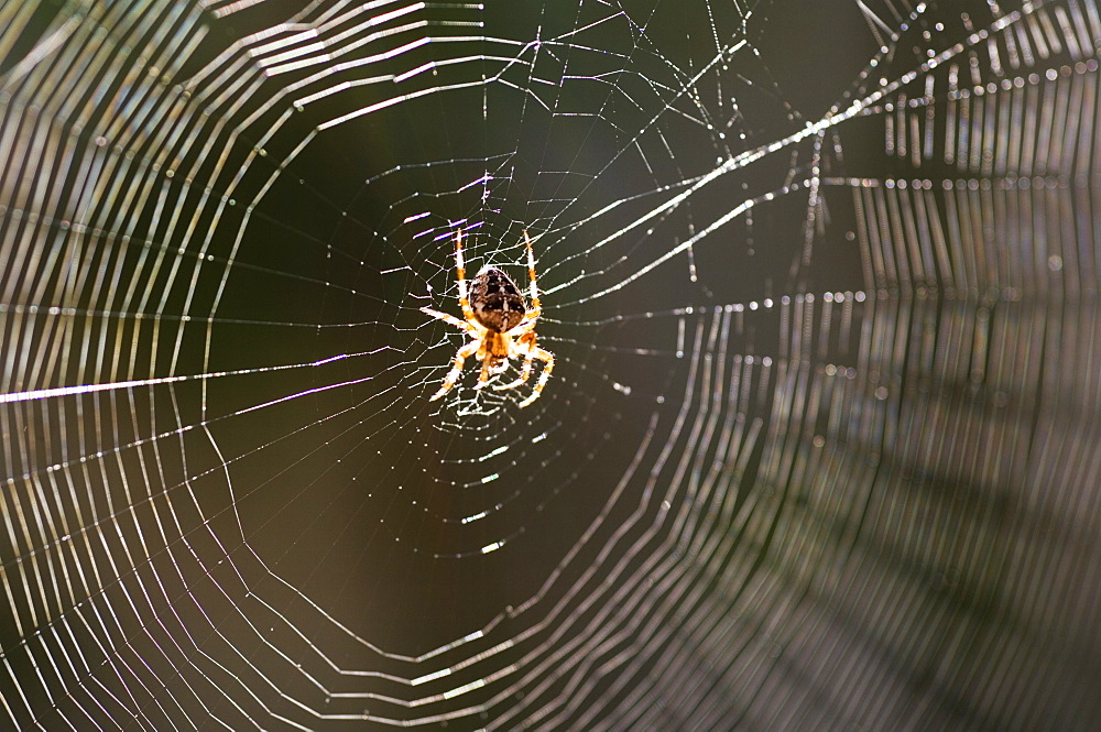 Common spider in the center of it's web