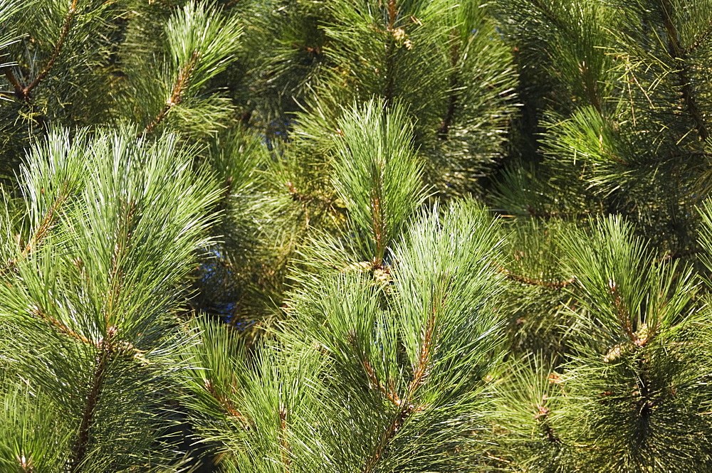 Close up of Scots Pine leaves or needles, Pinus sylvestris