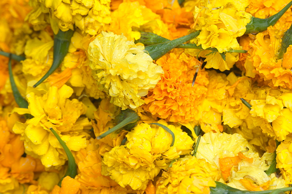 Yellow carnations for sale for temple offerings in Little India, Singapore, South East Asia