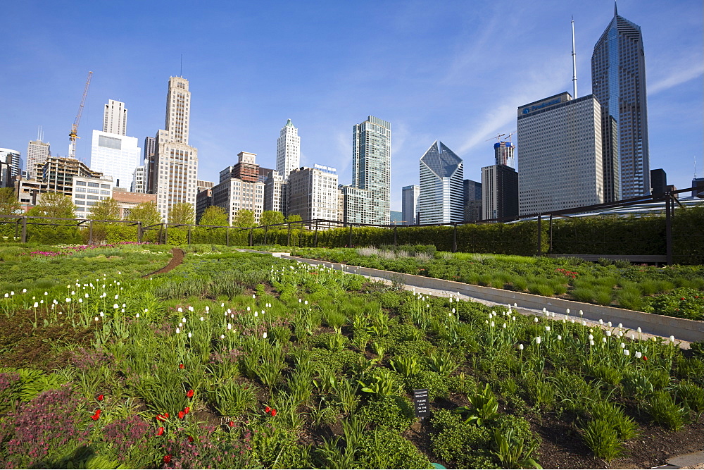 Lurie Garden, Millennium Park, Chicago, Illinois, United States of America, North America