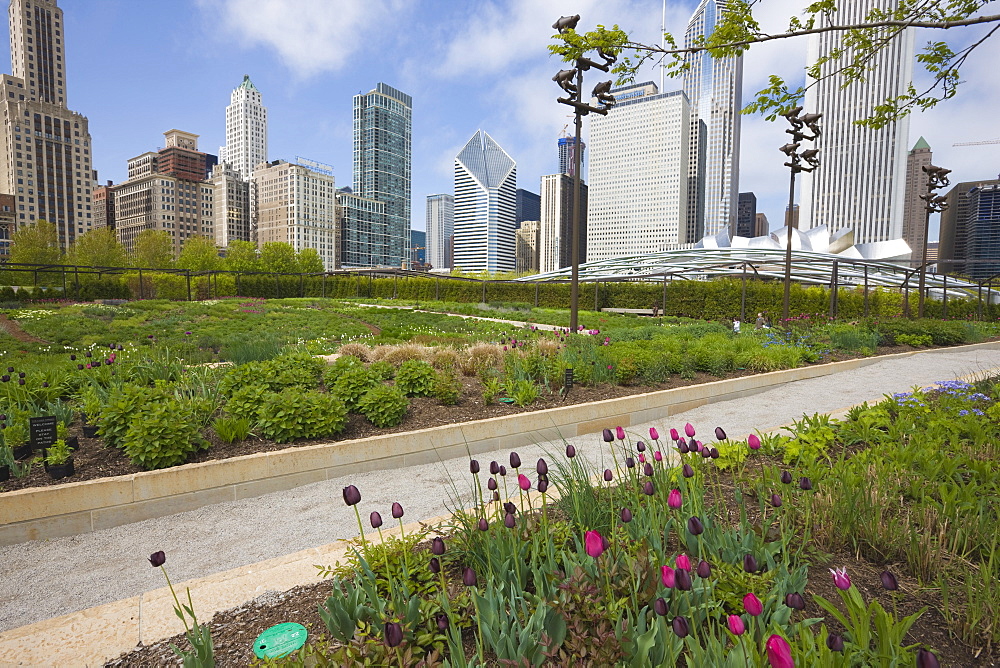 The Lurie Garden, Millennium Park, Chicago, Illinois, United States of America, North America