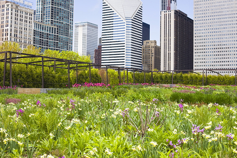 The Lurie Garden, Millennium Park, Chicago, Illinois, United States of America, North America