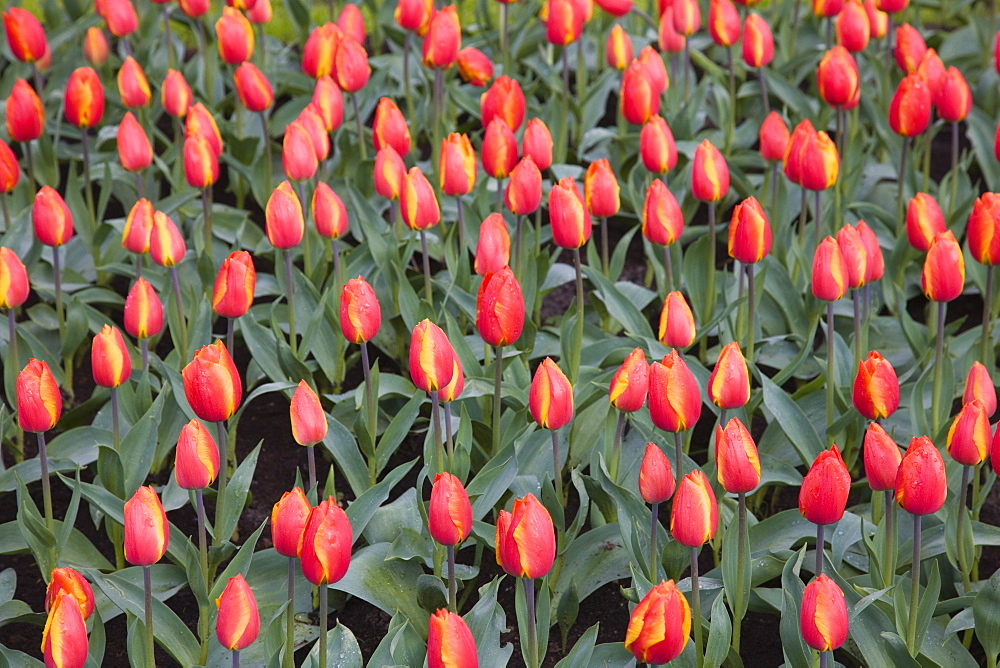 Tulips, Keukenhof, park and gardens near Amsterdam, Netherlands, Europe