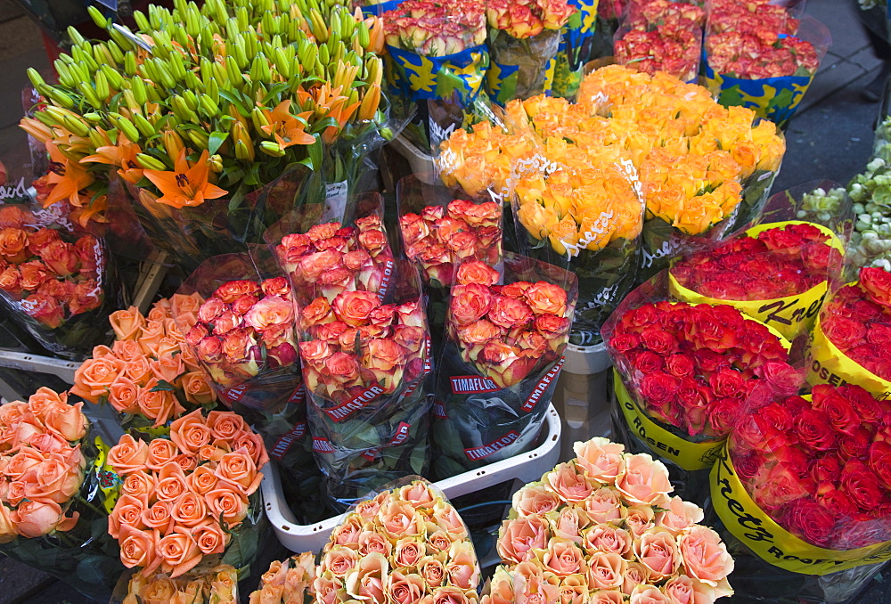 Tulips for sale in the Bloemenmarkt (flower market), Amsterdam, Netherlands, Europe