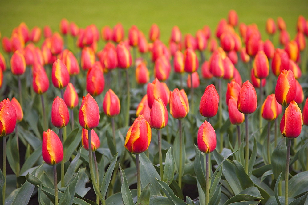 Tulips, Keukenhof, park and gardens near Amsterdam, Netherlands, Europe