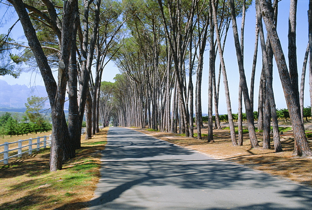 Avenue of trees, Stellenbosch, South Africa 