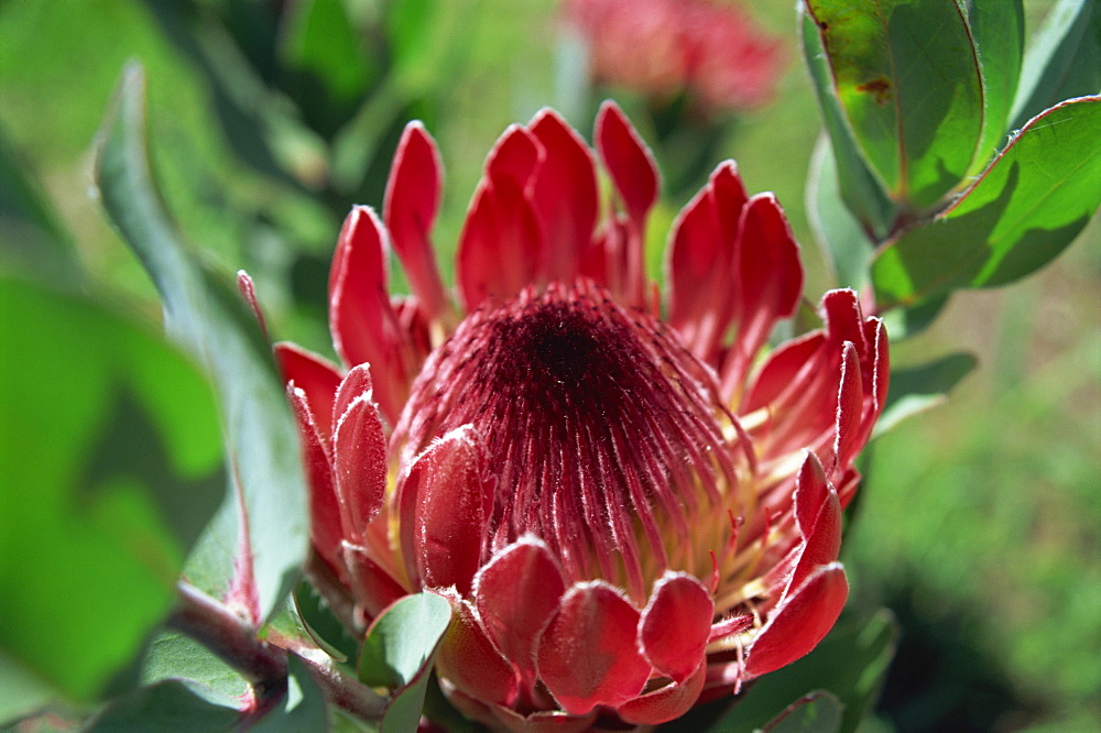 Close-up of Protea flower, taken in South Africa, Africa