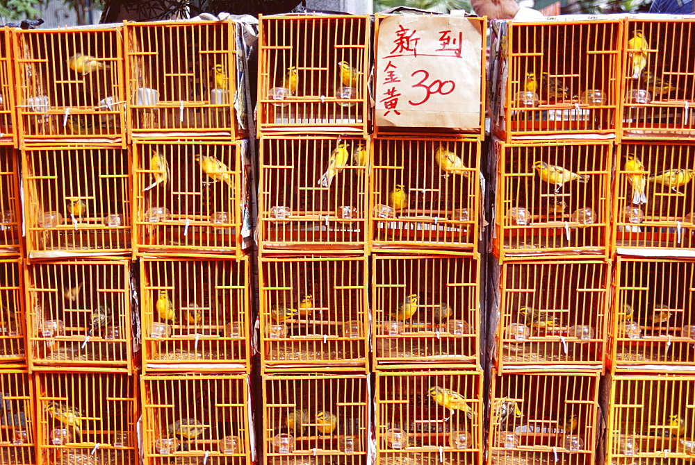 Caged birds for sale, Yuen Po Street, Bird Garden, Mong Kok, Kowloon, Hong Kong, China, Asia