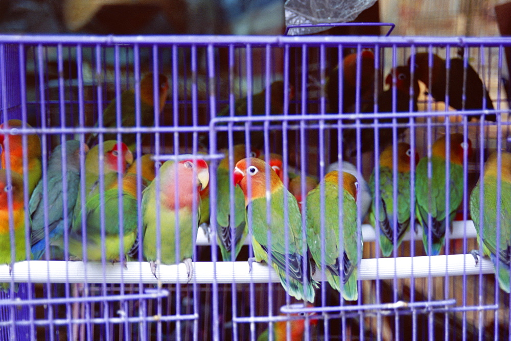 Caged birds, Yuen Po Street Bird Garden, Mong Kok, Kowloon, Hong Kong, China, Asia